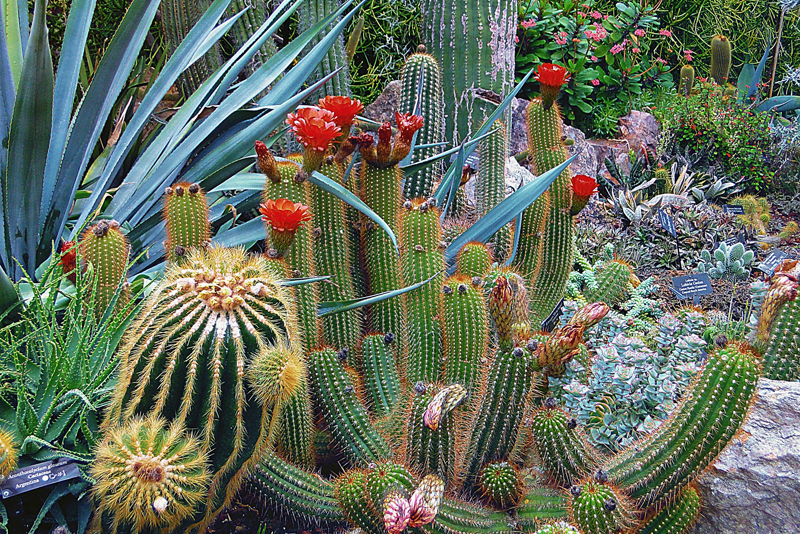 Cacti and Succulents