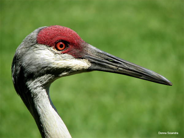 Helens Sandhill Crane by Donna Sciandra